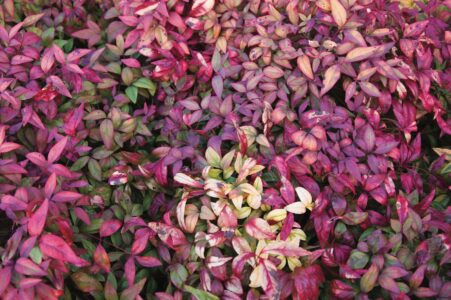 10 of the Best Trees for Fall Color: A Planting Guide Image